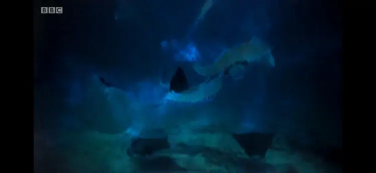 Munk's devil ray (Mobula munkiana) as shown in Blue Planet II - One Ocean